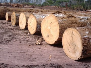 Nghị định 102: Sự khẳng định của ngành gỗ Việt Nam